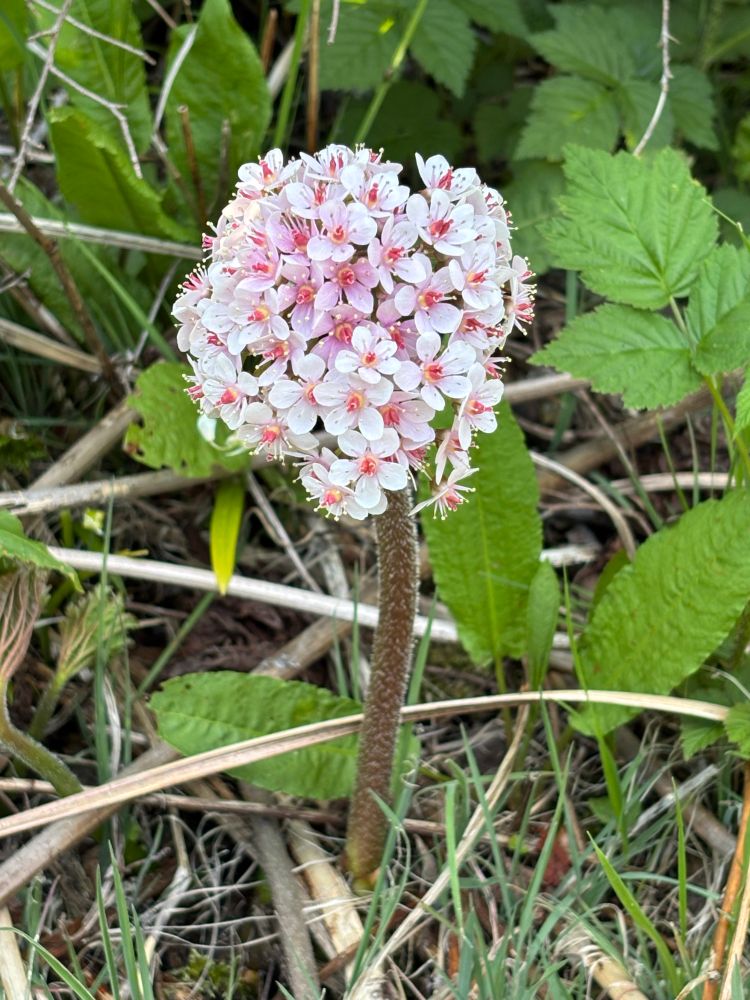 Darmera palate in bloom