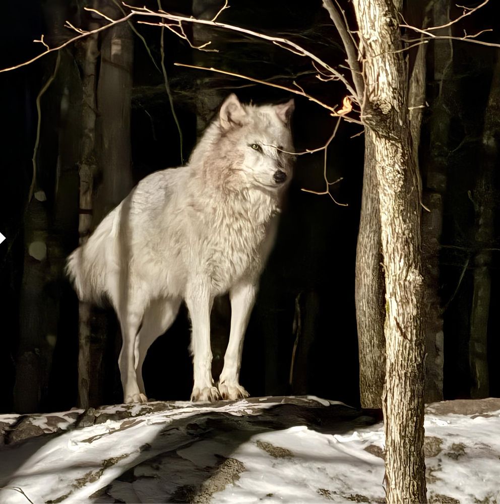 dramatic photo of an arctic wolf (i think) among the trees with snow on the ground