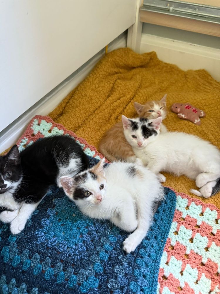 Four kittens are laying on their sides and looking at the camera. One is a tuxedo black cat, one a white cat with black and ginger markings on their face. There is a ginger and white kitten, and a white and black kitten. They all look very comfortable. 