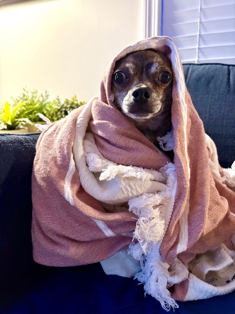 A tiny dog looks terrified wrapped in a blanket on a couch. 