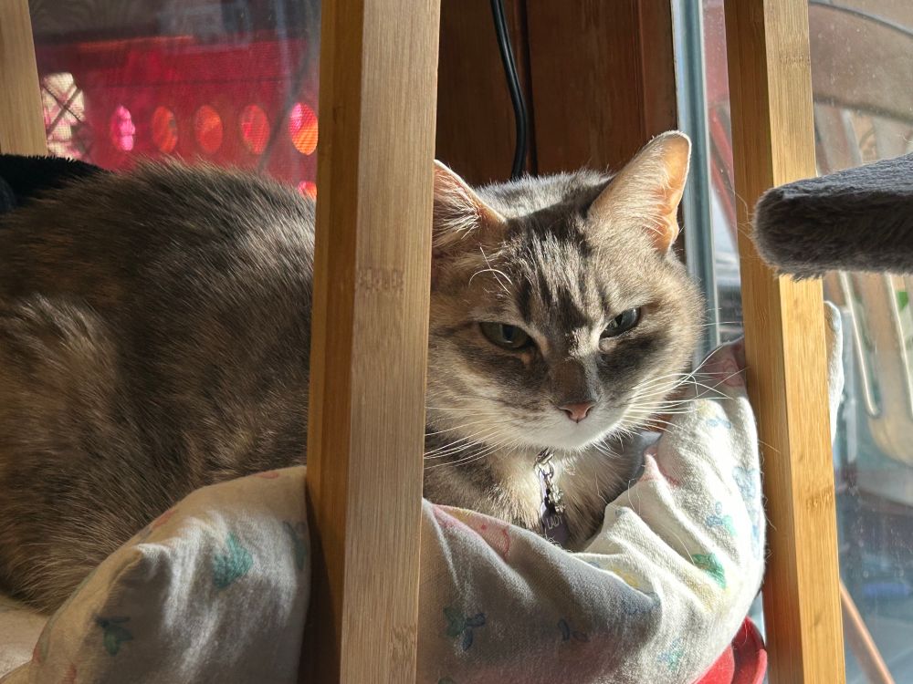 Tabby cat on a cushion in the sun. 