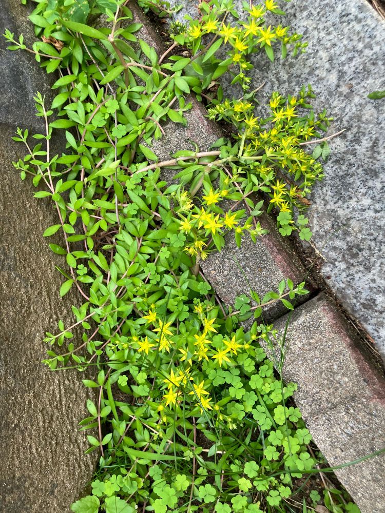 바위채송화 혹은 돌나물꽃이라고 부르는 작고 노란 날렵한 별모양의 꽃