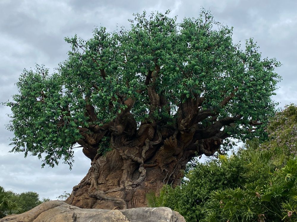 The Tree of Life at the Animal Kingdom in Disney World