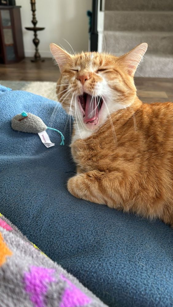 Orange tabby appears to be smiling 