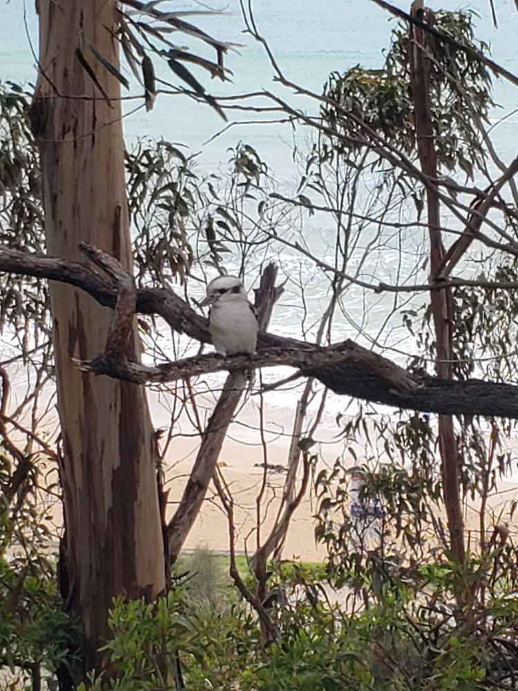 Kookaburra sitting on a gum tree branch with beach in the background 