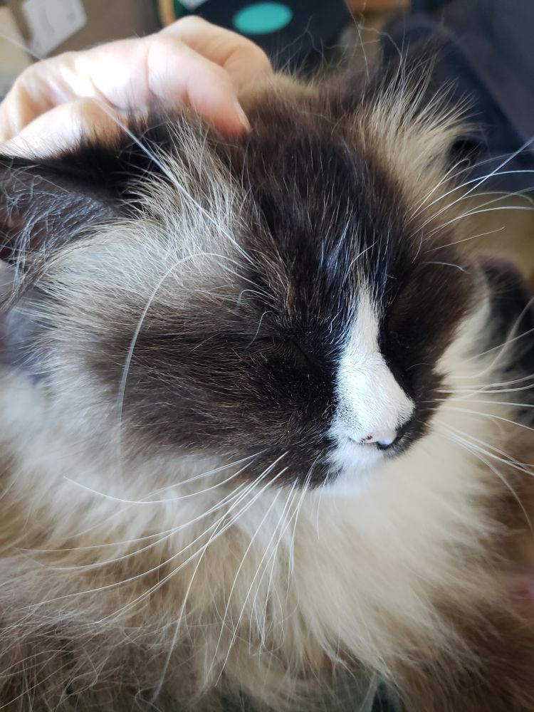 Front of brown and white ragdoll cat with hand on head