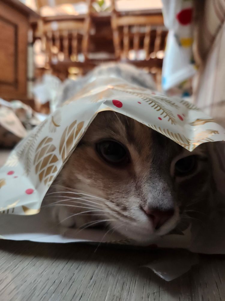 Cat face poking out of wrapping paper