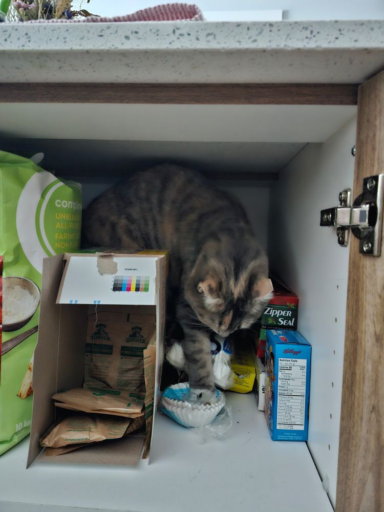 Pretty cat inside an open cupboard