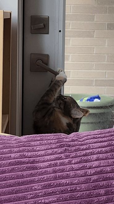 Cat pulling on and trying to open door handle