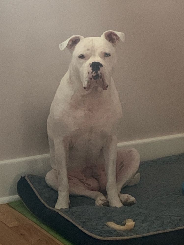 Ms. Pearl sitting cute and ready for walkies. #AmericanBulldog 