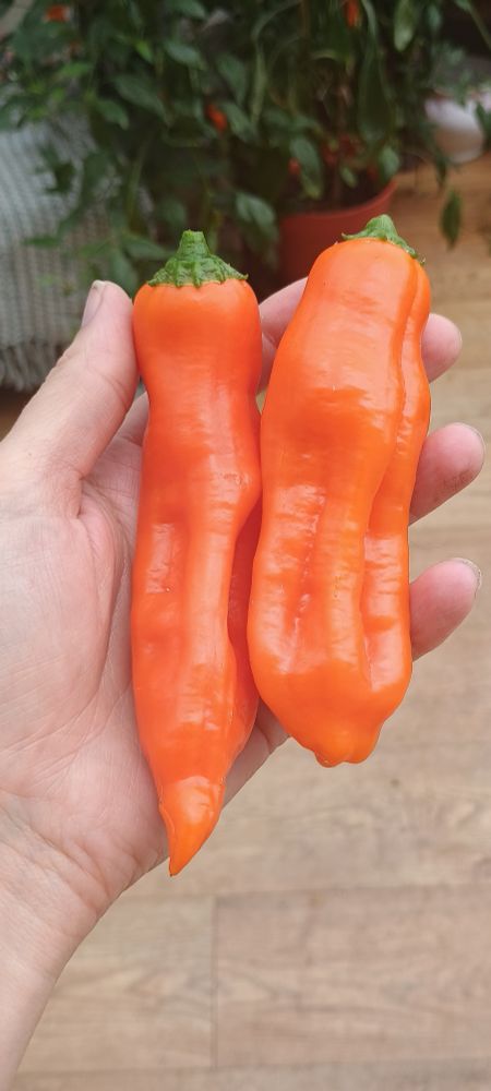 Two large bright orange chillies. There is a large chilli plant visible in the background, out of focus