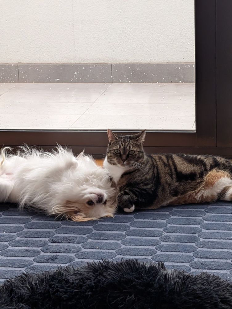 dog laying on a blue rug beside a tabby cat. the dog is on her back wanting a tummy rub.