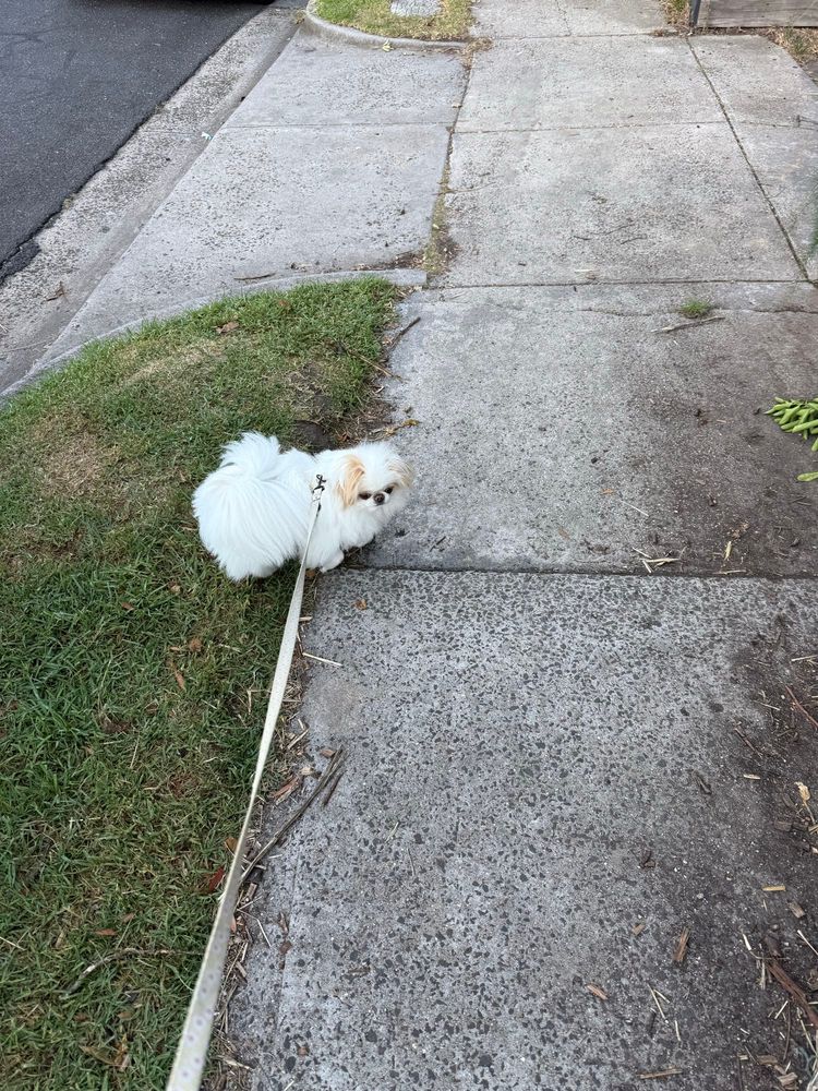 red and white japanese chin standing on the footpath, looking at the guinea pig 