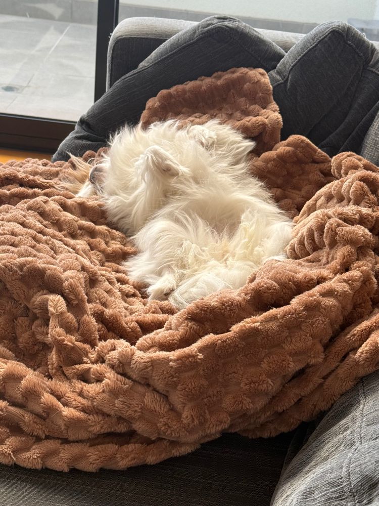 fluffy white dog sleeping on her back on a brown blanket