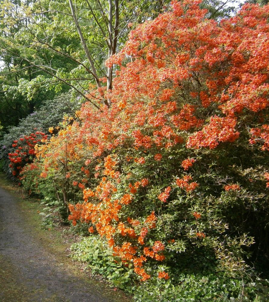 A colour photograph in roughly portrait format. It shows a large rhododendron bush with a flaming orange flower. Next to this can be glimpsed a yellow bush, followed by a hot Spanish orange/red plant. The groundcover is plain green as is the background, which gives the eye somewhere to rest.