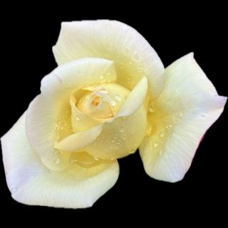 Comment image