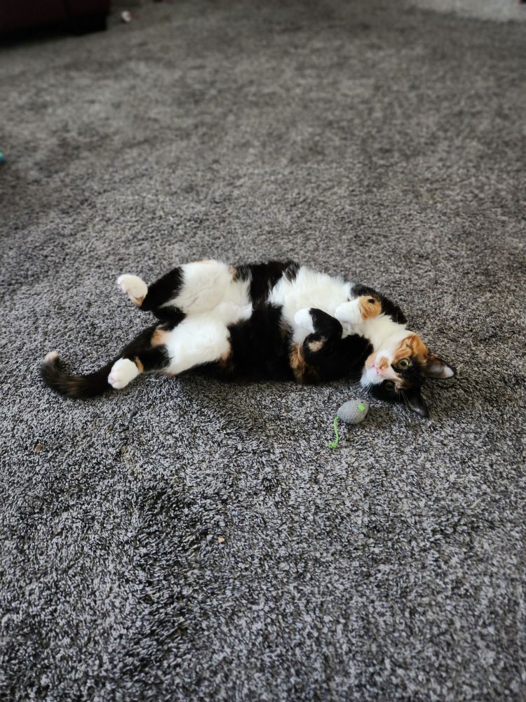 A small calico cat lounges next to a toy mouse, belly on display. 