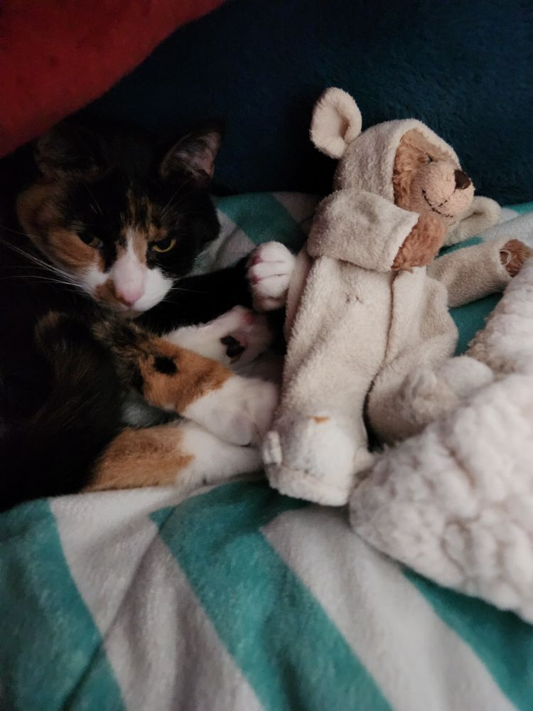 A small calico cat snuggles in her blankie cave, paws stretched to the side, with her teddy bear in lamby jimjams.