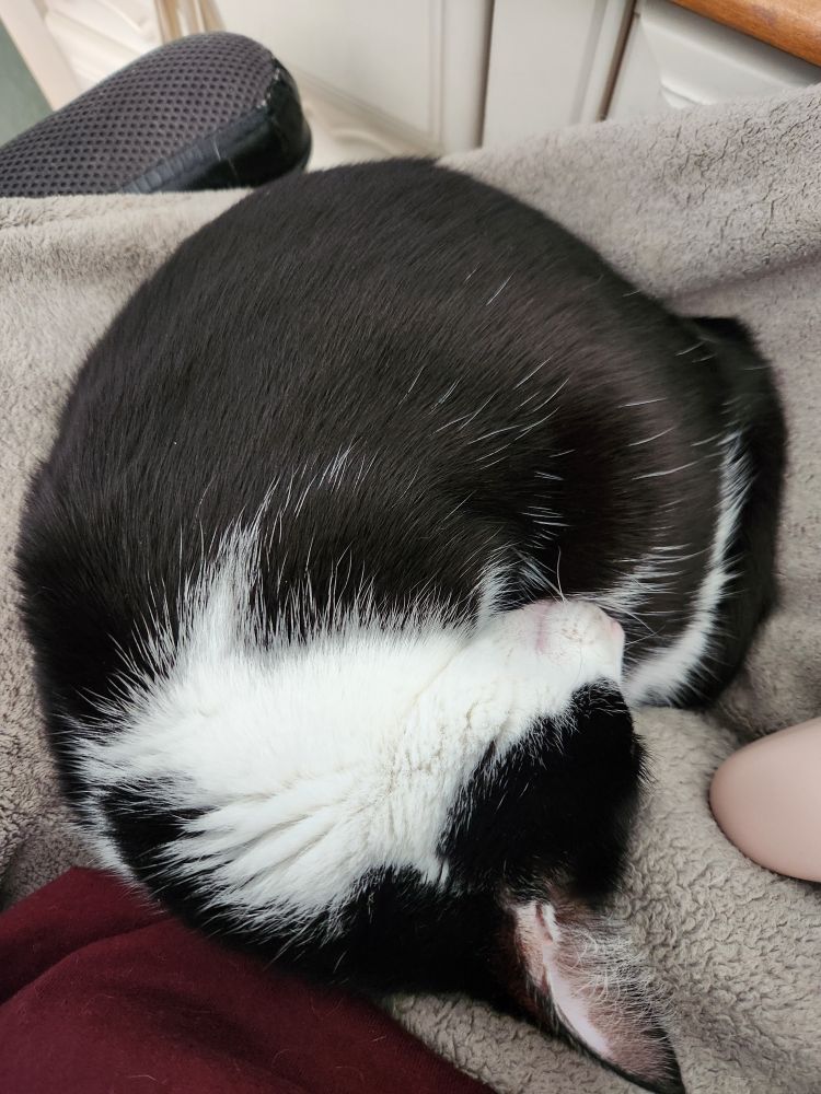 tuxedo cat rolled up in a ball on his owner's lap 