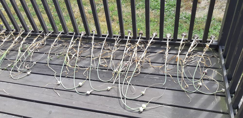 Today's Garlic harvest, tasty bulbils intact, set to dry between deck rail balusters 