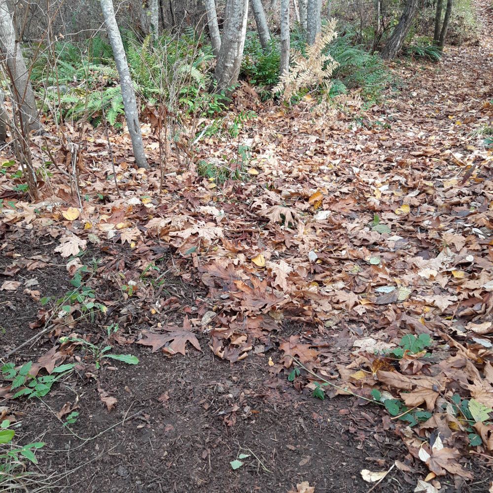 A small clearing with lots of fallen leaves, except in a bare patch in the foreground (already raked)