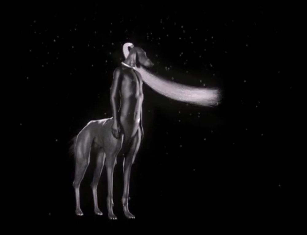 A dog centaur standing against a starry sky