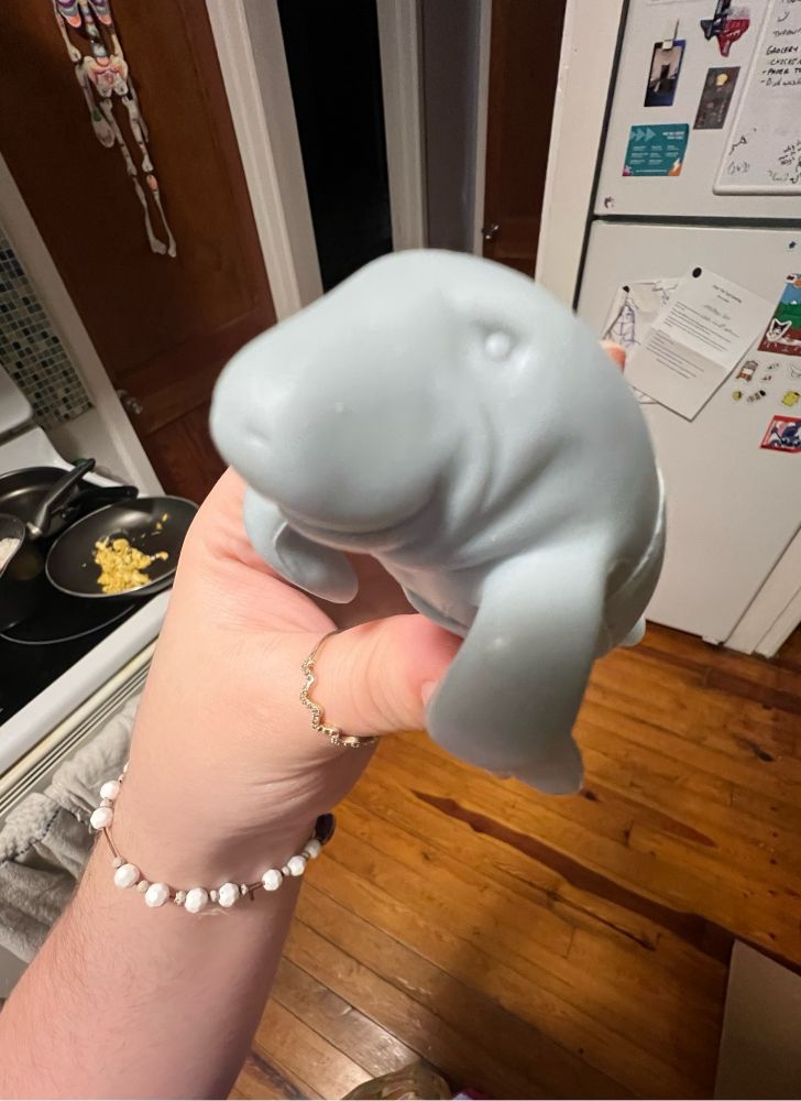 First person photo of me holding the manatee steeper to the camera. He looks very suspicious.