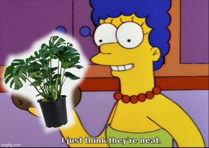 Marge Simpson holding up a potato but a badly cropped photo of monstera plant is put over it. She says "I just think they're neat."