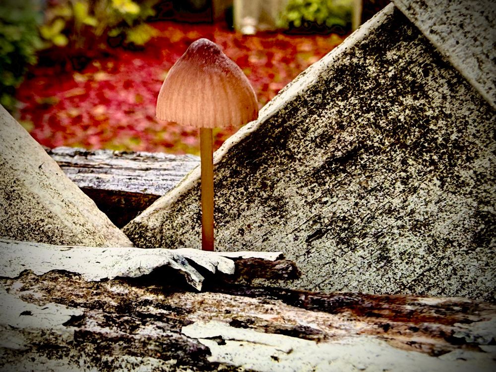 Little mushroom growing in an old cedar fence door.