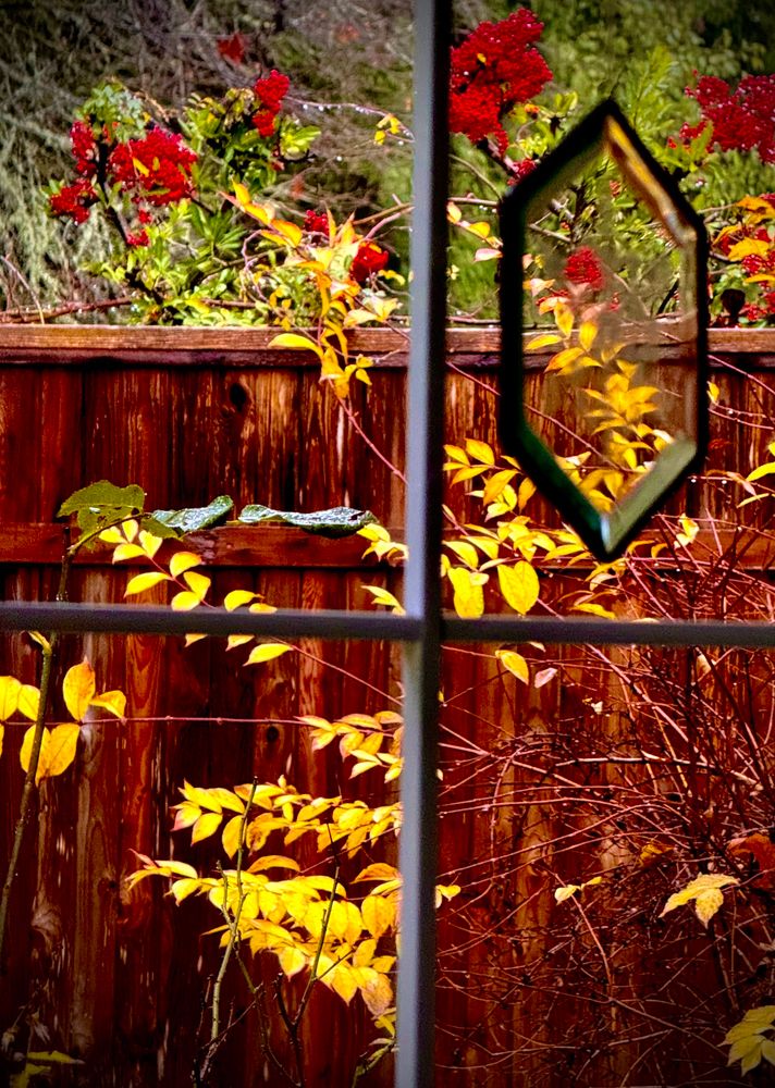 Look out the window, a grid in the window partitions , through it we can see a cedar fence beautiful yellow leaves leaning against it and from the other side branches full of red berries peak over.
In the window a glass ornament is dangling.