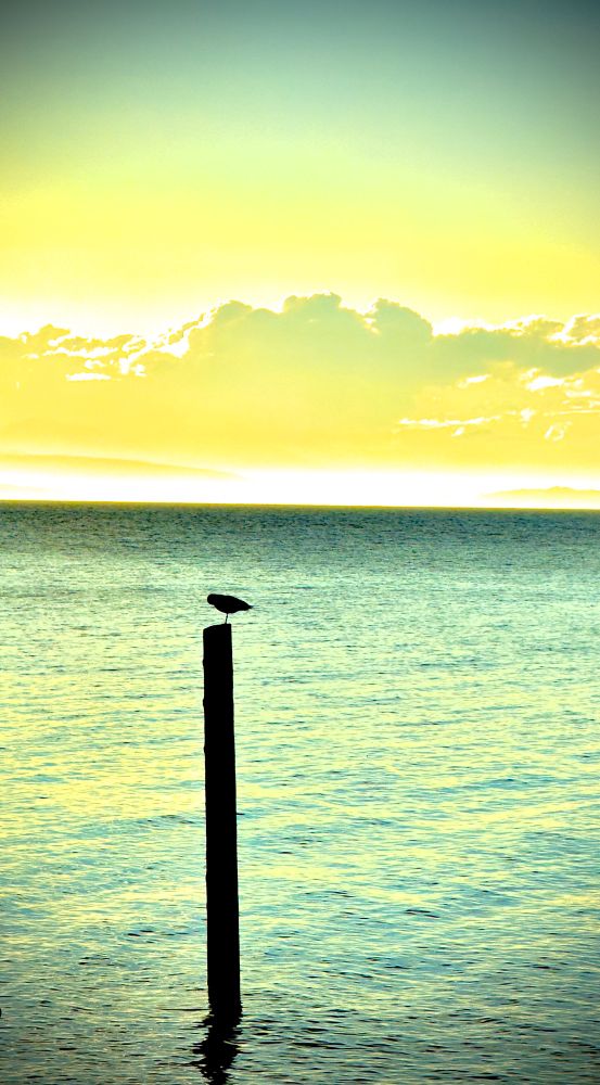 Lonely seagull on a post in the late sun of the day at the sea