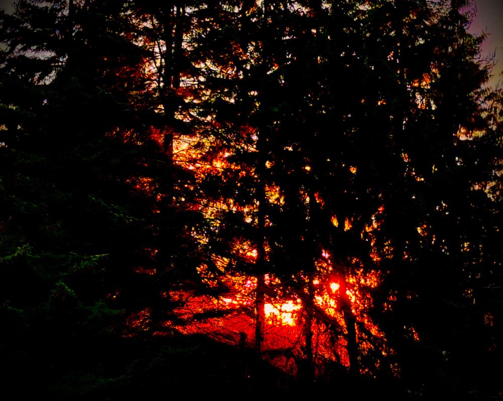 Last bit of red sun rays coming through the pines making them appear utterly black.
