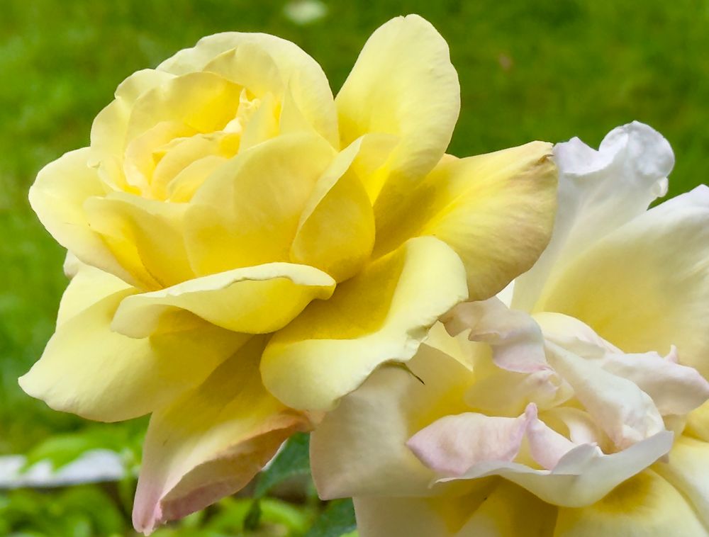 Big yellow rose blooming in my garden.