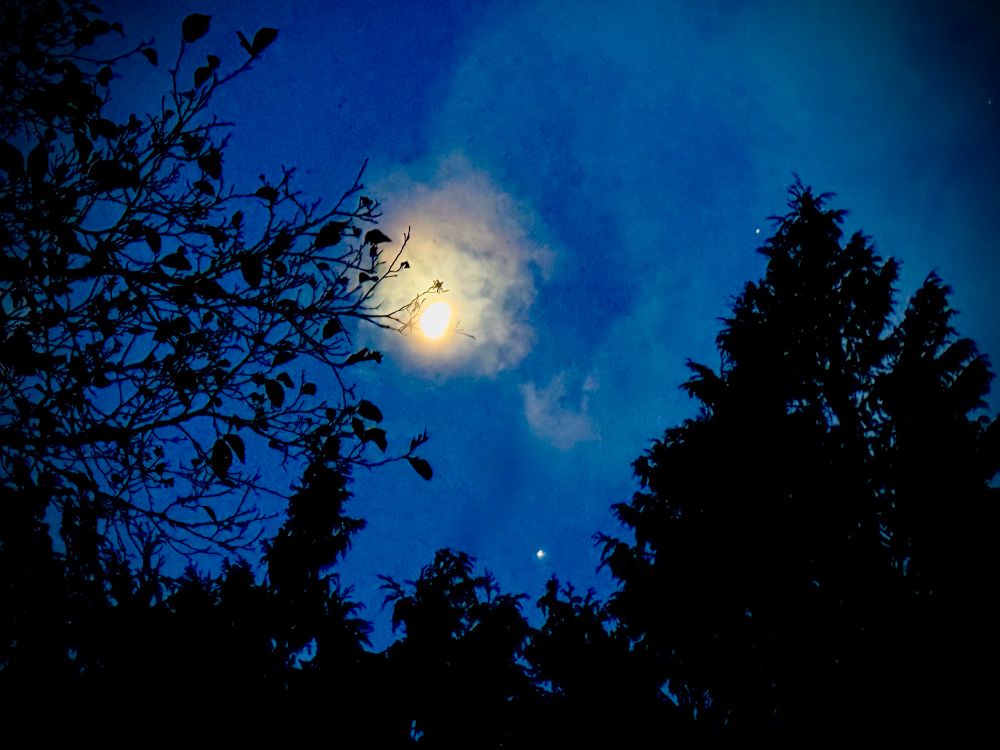 Moon and sky to be seen looking through the frame of cedars and beech trees. The moon is shrouded with clouds and halo and Venus is twinkling near by.