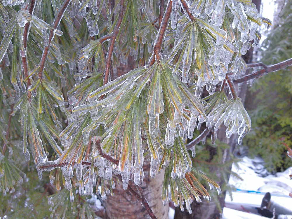 Thick ice clings to every surface of tree branches and pine needles