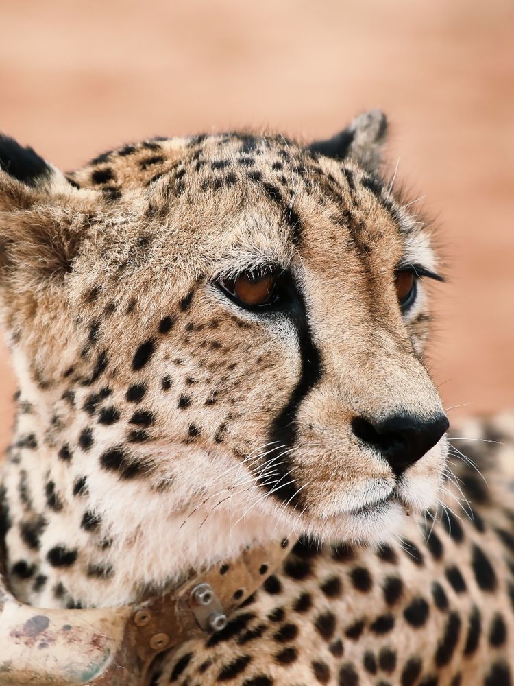 Guepardo mirando de lado, con la línea negra que cae por su mejilla
