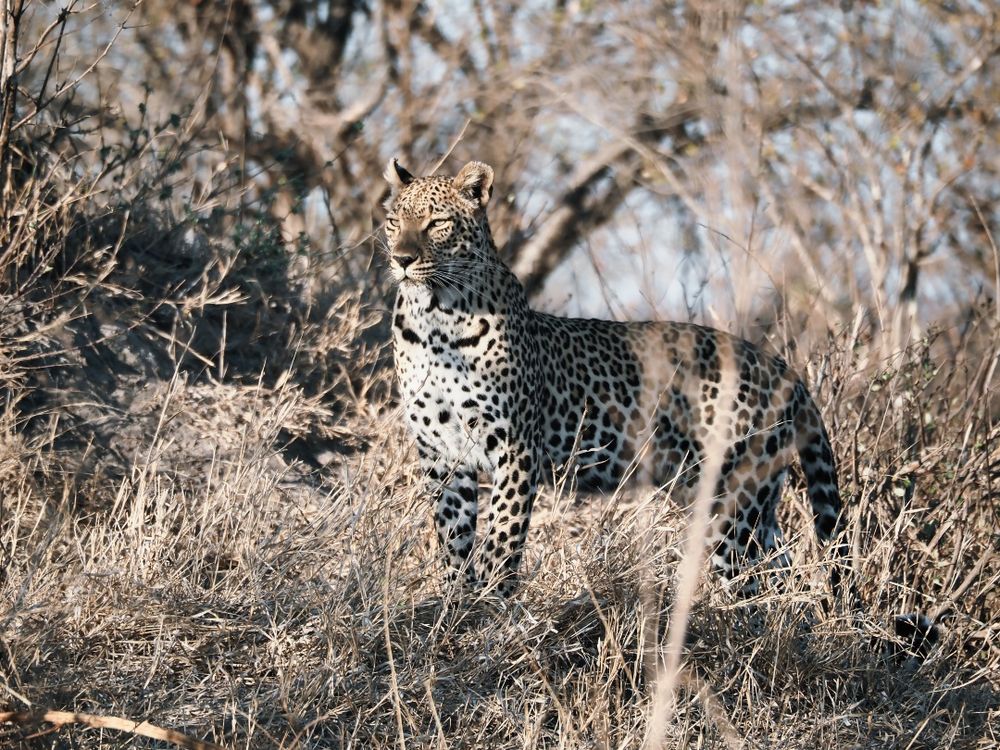 Leopardo, iluminado por el sol de la tarde, inmóvil mirando al frente