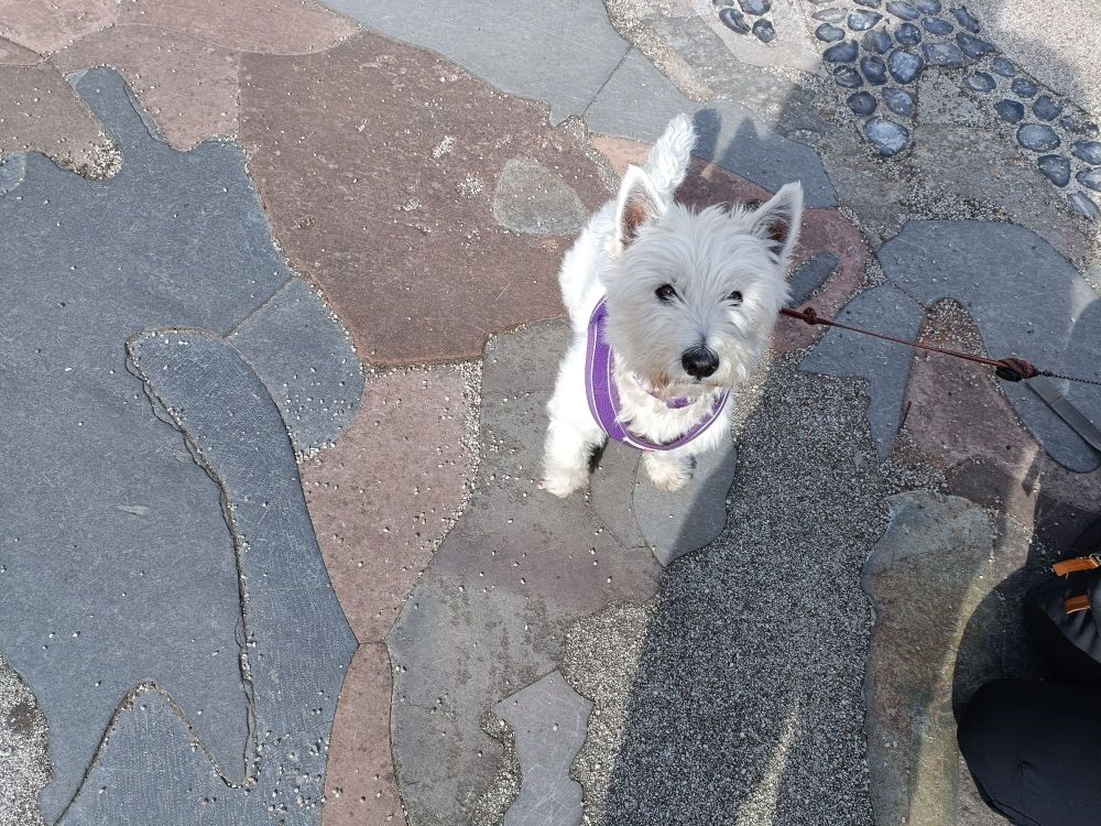 A very good terrier.