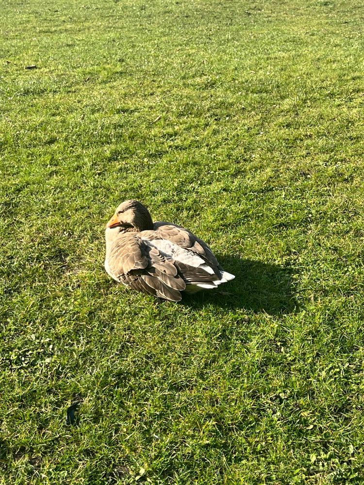A goose resting on a green lawn in the morning sunshine, squinting suspiciously up at the camera.