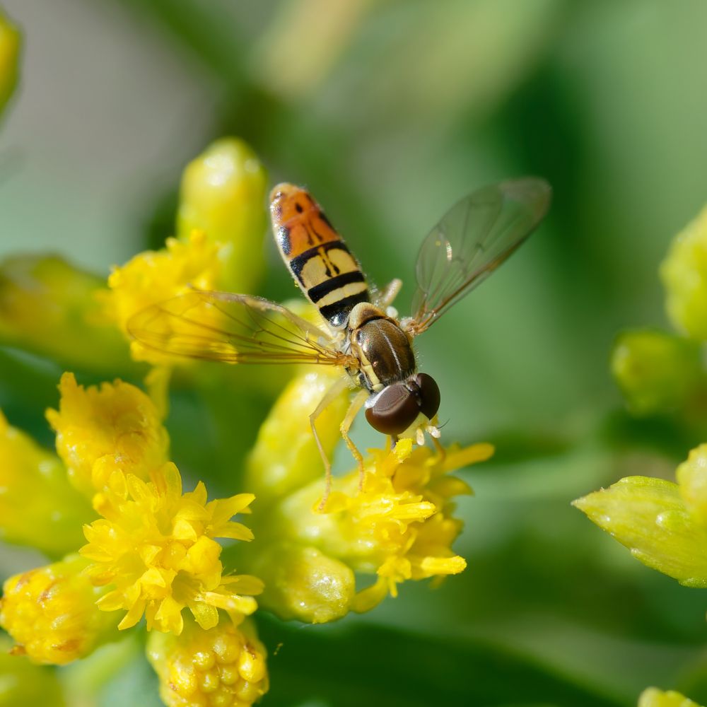 Margined calligrapher fly with pollen on its legs, perched on a golden flower 