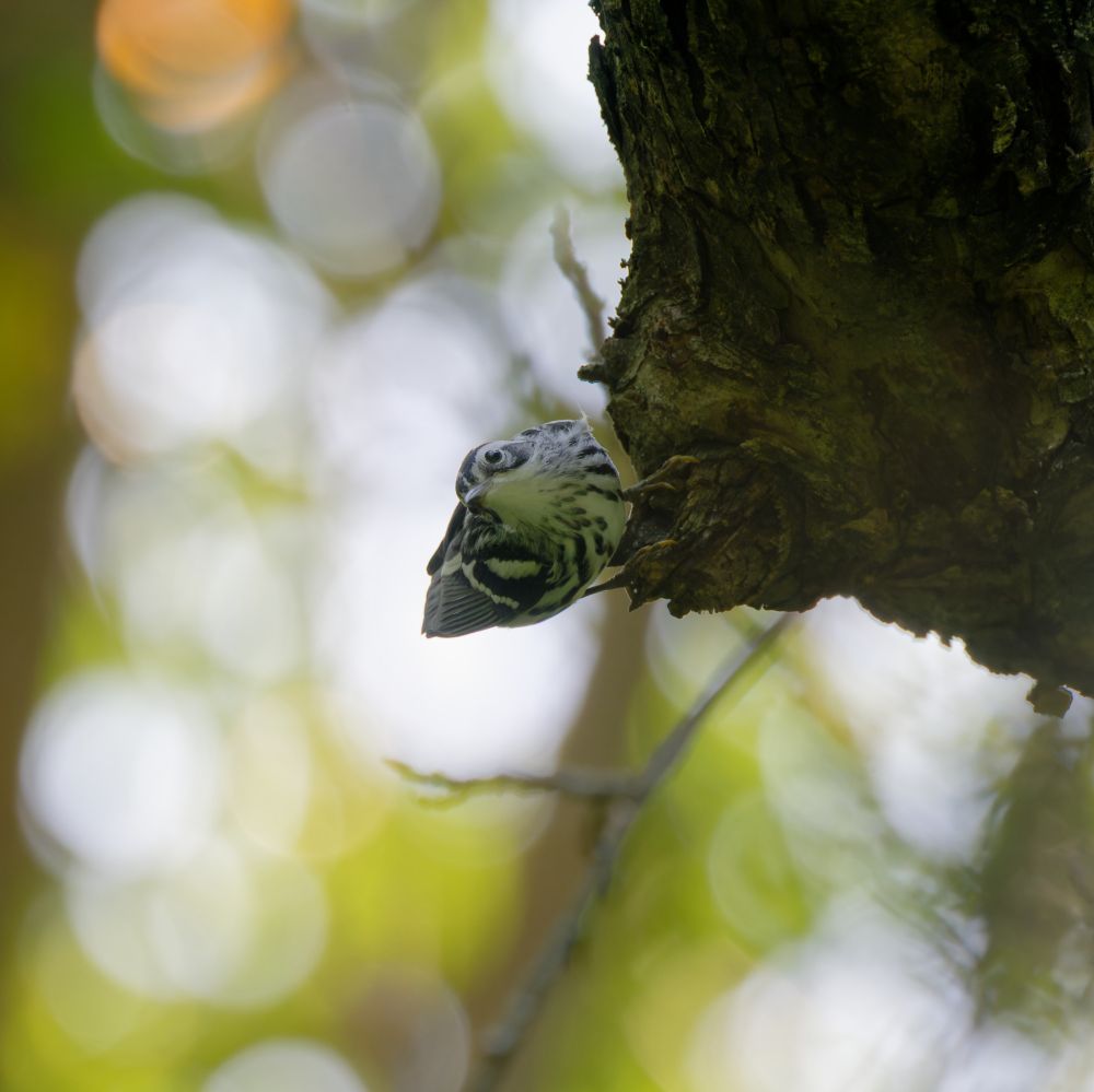 Photo of a a black-and-white warbler (Mniotilta varia) climbing upside down on a tree looking at the camera