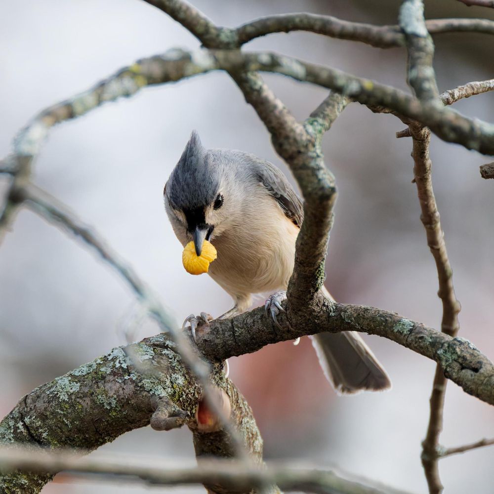Close-up photo of a tufted titmouse (Baeolophus bicolor) breaking into an acorn from an oak tree perching on a lichen-filled branch