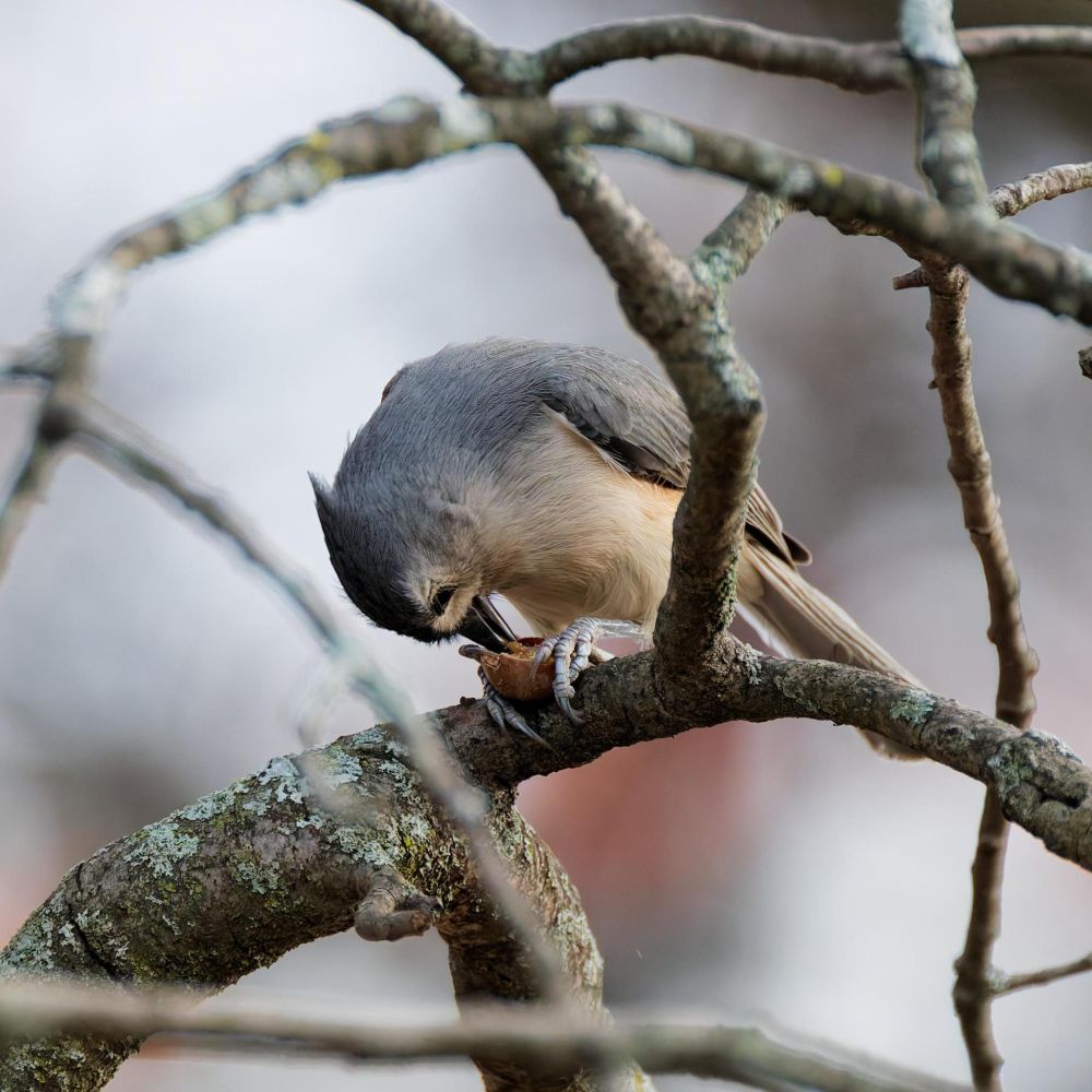 Close-up photo of a tufted titmouse (Baeolophus bicolor) breaking into an acorn from an oak tree perching on a lichen-filled branch