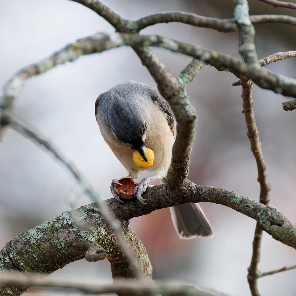 Close-up photo of a tufted titmouse (Baeolophus bicolor) breaking into an acorn from an oak tree perching on a lichen-filled branch