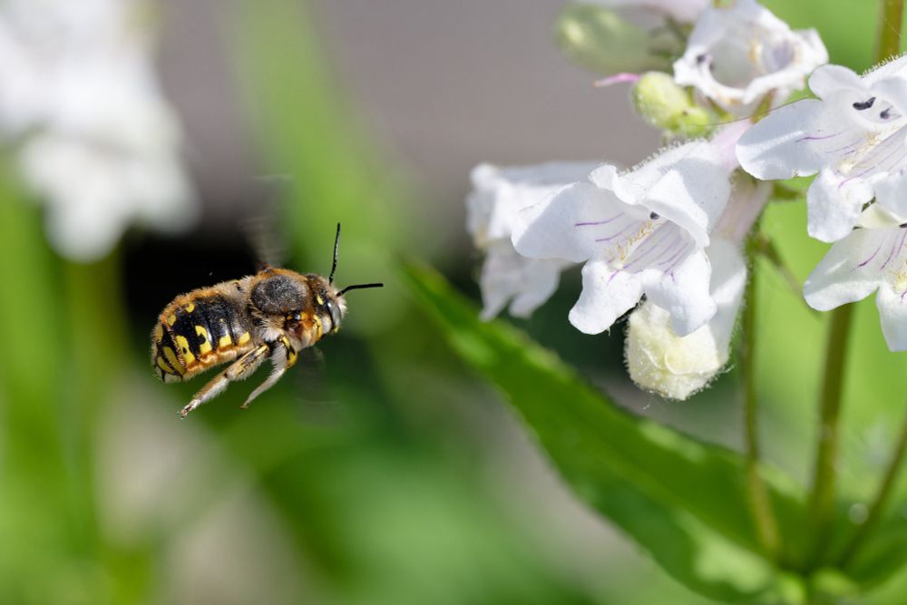 Picture of a European woolcarder bee (Anthidium manicatum) flying towards a flowering foxglove beardtongue (Penstemon digitalis)
