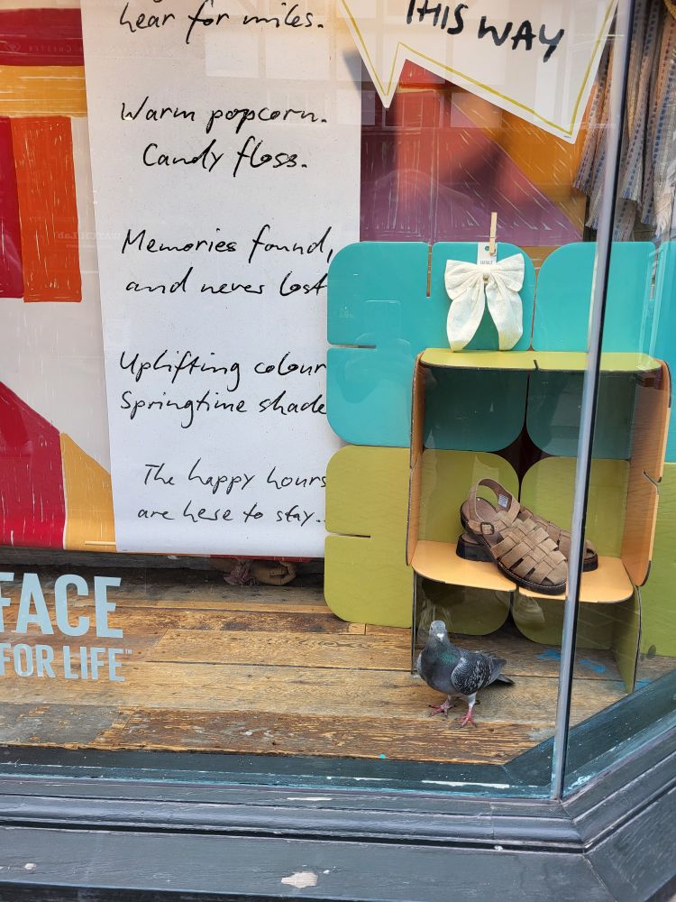 Pigeon in a colourful shop window.