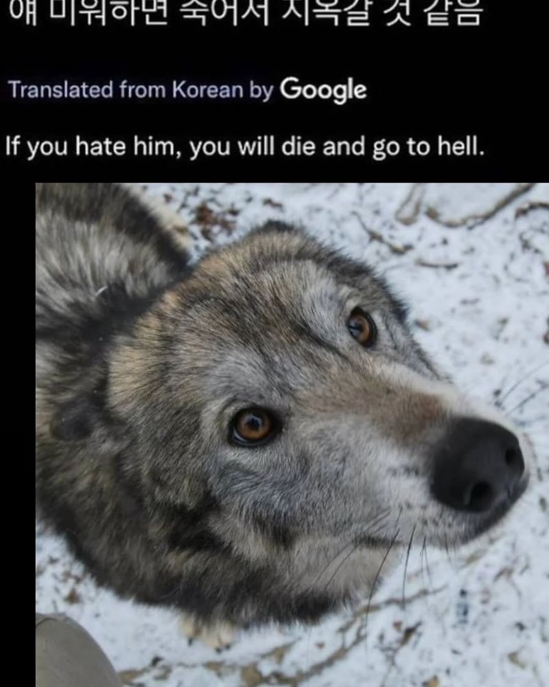 A tweet showing a wolf staring at the camera with a translated Korean caption that reads "If you hate him, you will die and go to hell.".