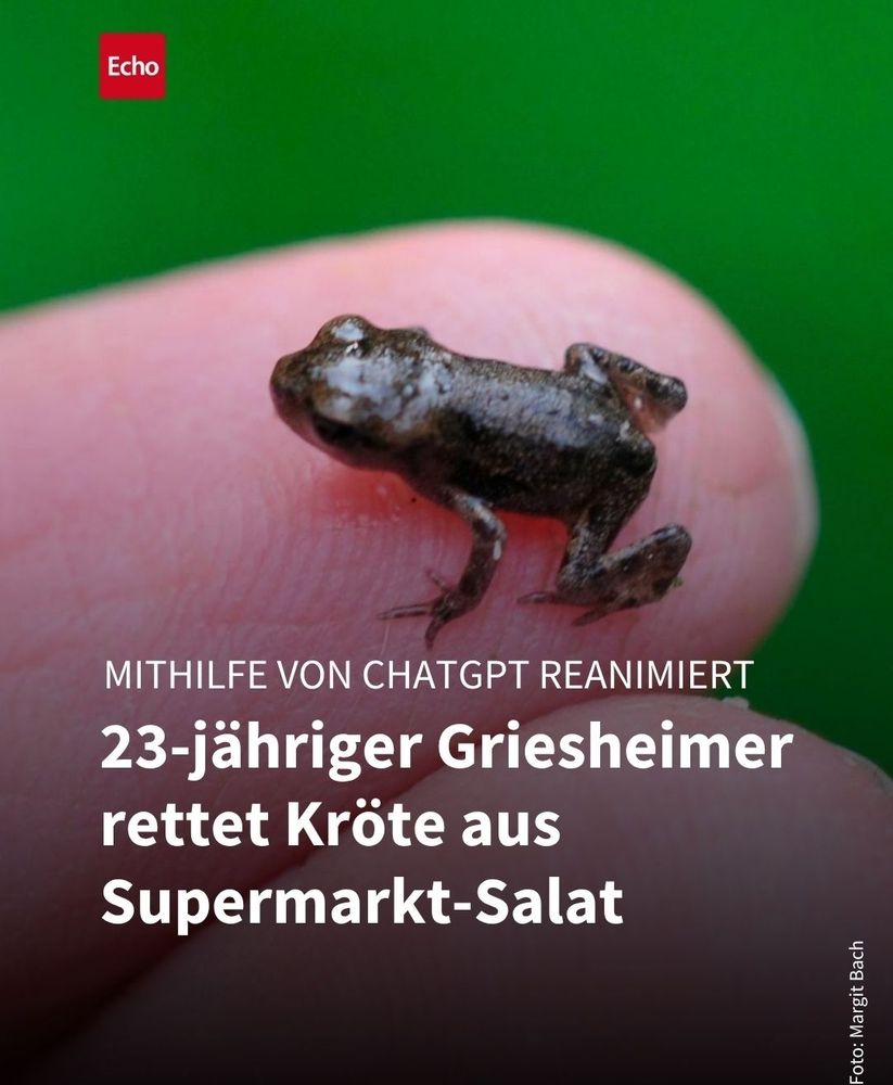 echo online insta kachel "mithilfe von cuat gpt reanimiert: 23-jähriger griesheimer rettet kröte aus supermarkt-salat"