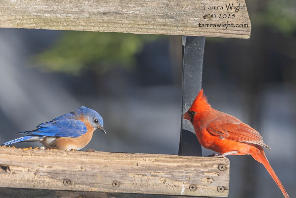 A male bluebird and a male cardinal in a platform feeder