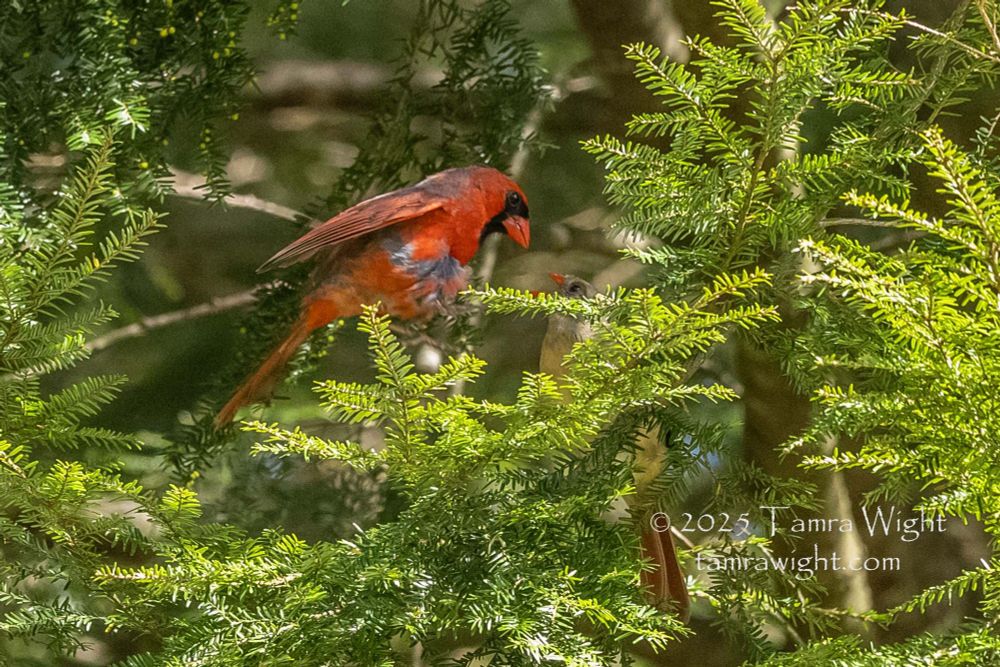Male cardinal about to feed a female cardinal